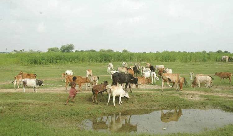 Babupur: A Nayakrishi Village