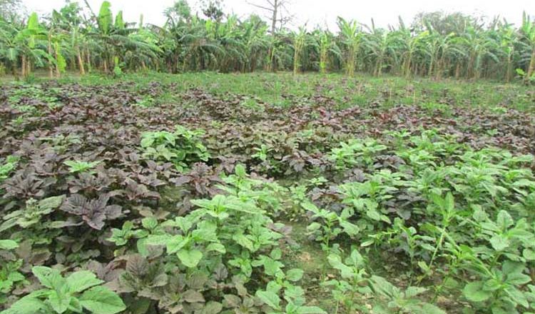 Crop Diversity in Nayakrishi Farmers’ field in Delduar, Tangail