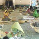 Conditions of women workers in Smokeless Tobacco factories in Bangladesh